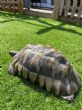 Marginated : Female approx 27 years old (Eddie)